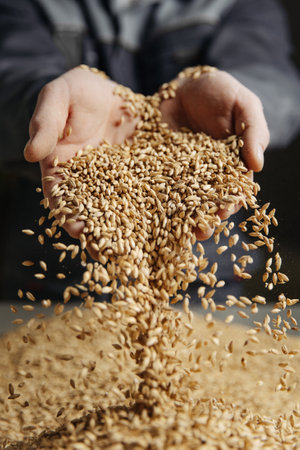 Man holding grains of malt in hands.の写真素材