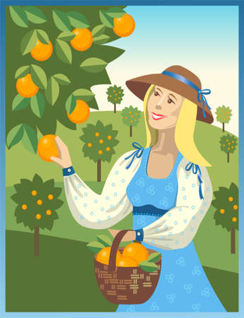 woman harvests of ripe orangesのイラスト素材
