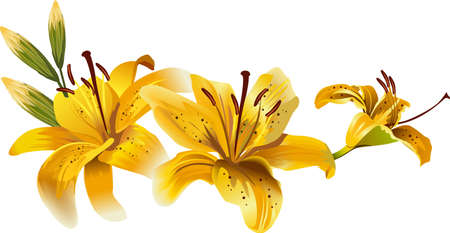 beautiful yellow liliesのイラスト素材