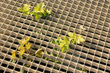 Young maple tree growing through metal grid