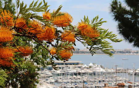 Blooming tree with orange flowers and green leaves on yacht parking background in Franceの写真素材