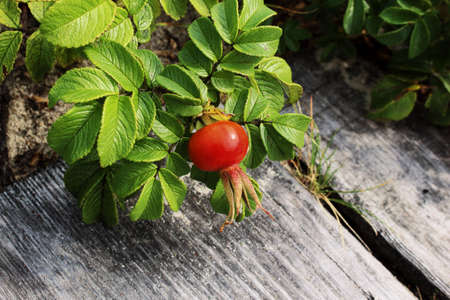 Wild rose big red berry in green leaves on gray plank wooden path backgroundの写真素材