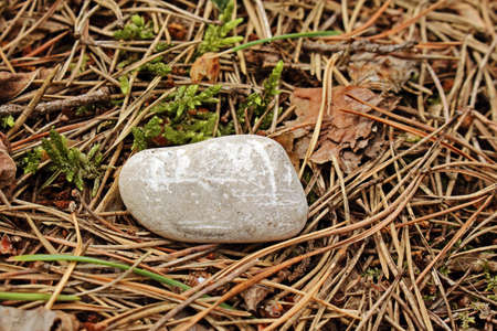 Big cloud shaped gray stone with rune signs lying on dry pine needle ground with green mossの写真素材
