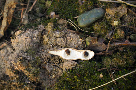 Tree seeds pod on the ground with moss and stones background