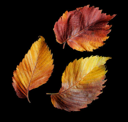 Big autumn fallen leaves isolated on black background