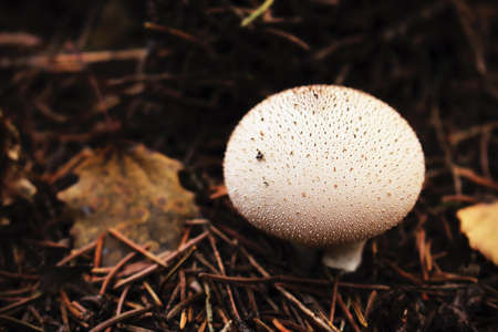 White round textured mushroom on dry fallen pine needles carpet background