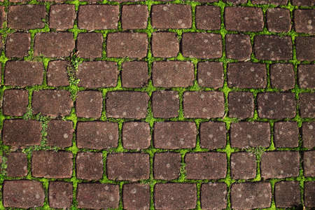 Pavement red tiles with green moss background on sunny dayの写真素材