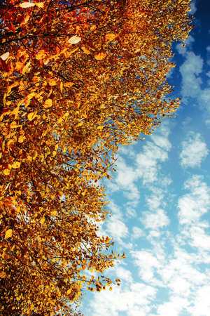 Yellow tree top leaves on blue sky background with white cloudsの写真素材