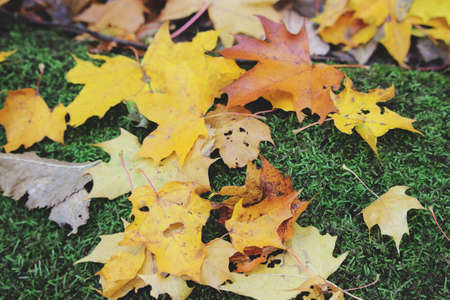 Yellow red and brown dry fallen maple leaves autumn carpet with green grass backgroundの写真素材