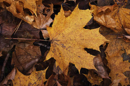 Yellow dry autumn maple leaves background with big leaf in front