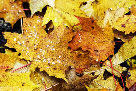Yellow and brown dry fallen leaves autumn carpet with hail pieces background