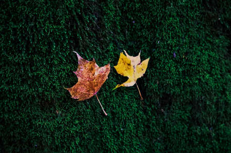 Two small yellow and brown autumn maple leaves on green moss textured background with bokehの写真素材