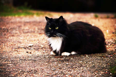Black and white furry cat sitting on a sand roadの写真素材