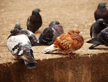 Brown pigeon sitting among black and gray pigeons on brown pavement borderの写真素材