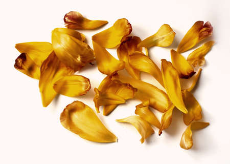 Bumch of yellow tulip petals arranged on white backgroundの写真素材