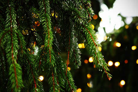 Pine tree branches with green needles and rain drops with christmas lightsの写真素材