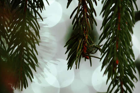 Hanging pine tree branches with green needles on blurred white lights background