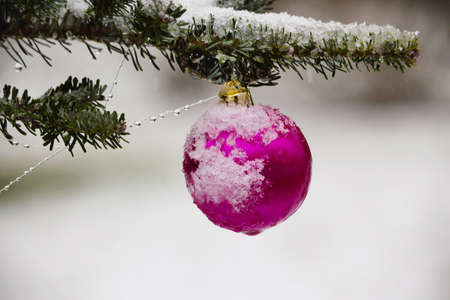Bright pink christmas decoration ball on green pine branch covered with snow on white snowy backgroundの写真素材