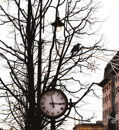 Crow sitting on dark winter tree and black city clock on white sky background