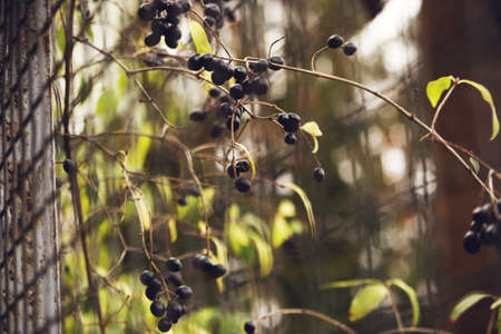 Wild black berries on thin braches growing near a metal fenceの写真素材