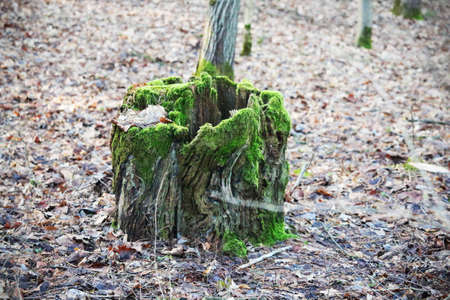Old tree stump with green moss on dull dry leaves ground in forestの写真素材