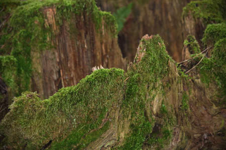 Old broken tree stump texture with green moss