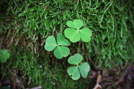 Three green clover leaves on textured green moss backgroundの写真素材