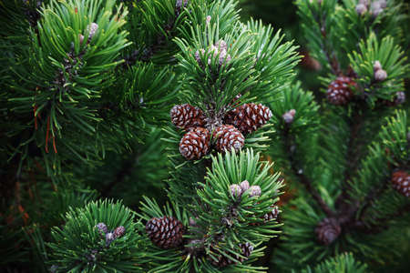 Small pine cones in evergreen pine pranches background