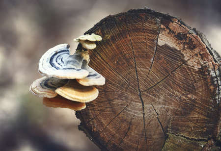 Wild young mushrooms growing on tree log in direct sunlightの写真素材