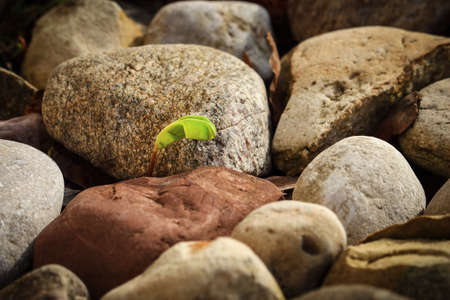Young spring maple tree growing through various colorful stonesの写真素材
