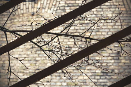 Leafless branches on yellow brick wall background behind wooden planksの写真素材