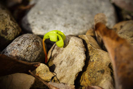 Young spring maple tree growing through stones and dry leavesの写真素材