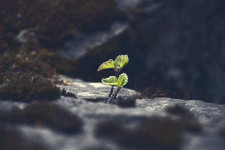 Young spring maple tree growing through stones dark backgrundの写真素材
