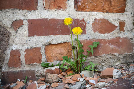 Two dandelion flowers with leaves growing near red brick wall in stonesの写真素材