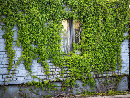 Green vines growing on buiding gray brick wall with windowの写真素材