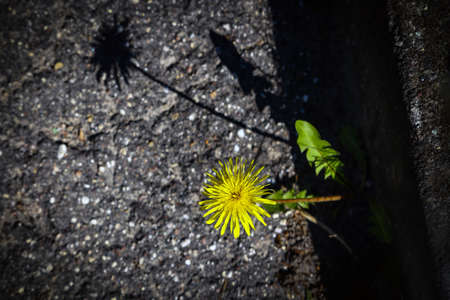 Yellow fluffy dandelion with leaves with long shadow on gray texured pavementの写真素材