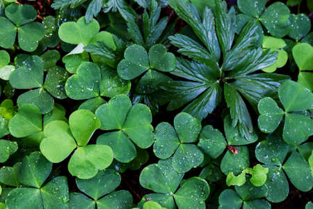 Green clover plant young leaves carpet background top view