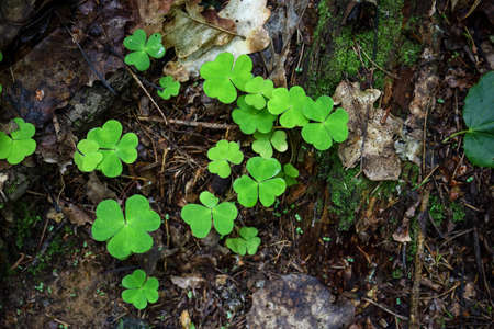Green sorrel clover plant young leavesgrowing on forest dirt