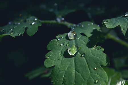 Green leaf with rain drops on dark black backgroundの写真素材