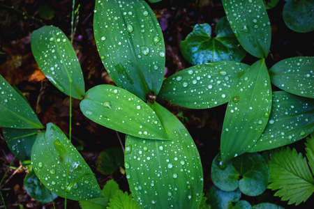 Green long leaves with rain drops on dark black background