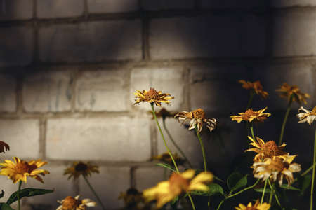 Yellow gerber daisies on brick wall backgroundの写真素材