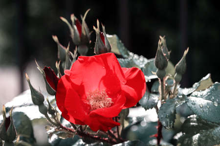 Red hibiscus wild rose flower on bush background