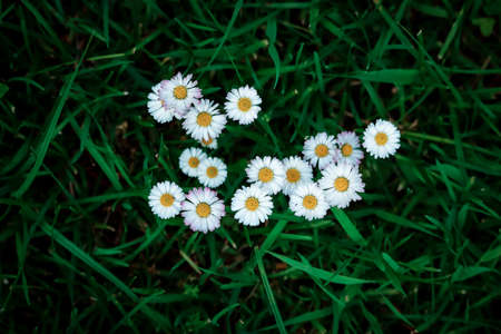 White daisies on green grass background top viewの写真素材