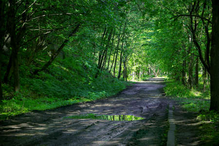 Wide forest path with trees reflections in puddle water sunlight beams in greenery nature background
