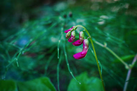 Small pink hanging flowers with green leaves on dark background horizontal