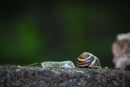 Snail shell sitting on concrete near broken transparent glass pieceの写真素材