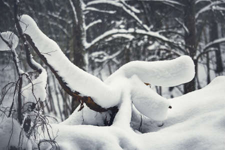 Fallen trees covered in thick snow layerの写真素材