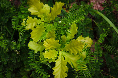 Young light green oak tree growing in fern