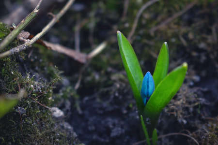 Blue tiny snowdrop flower growing on dry soil with moss