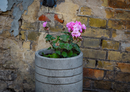 Pink pelargonia flower in concrete pot near red brick wall building